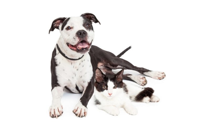 Smiling dog and cute kitten laying together