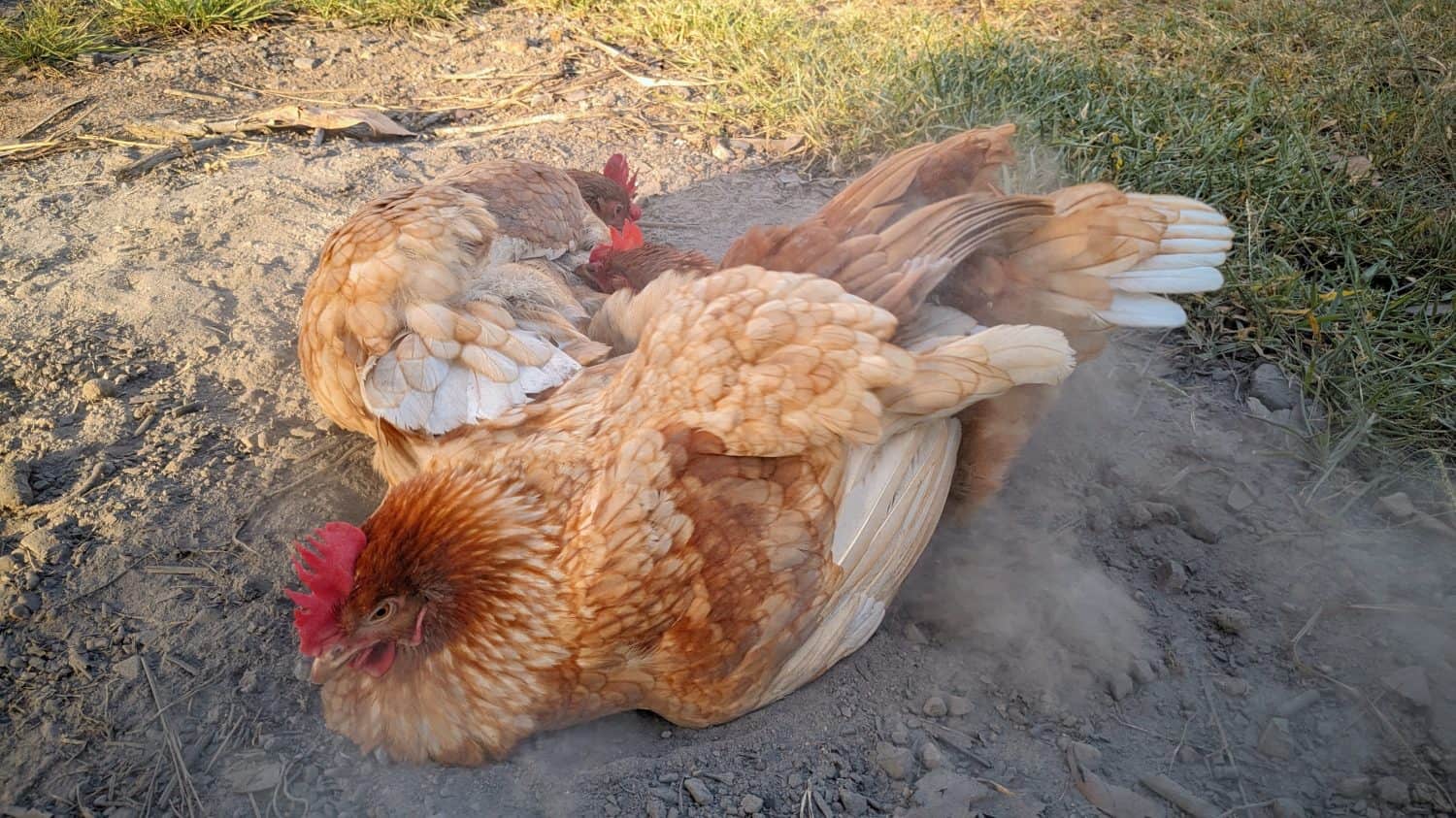 Three hens taking a dust bath. They are lying on the ground, fluffing their feathers, and kicking up dust. The setting is outdoors, with grass visible nearby.