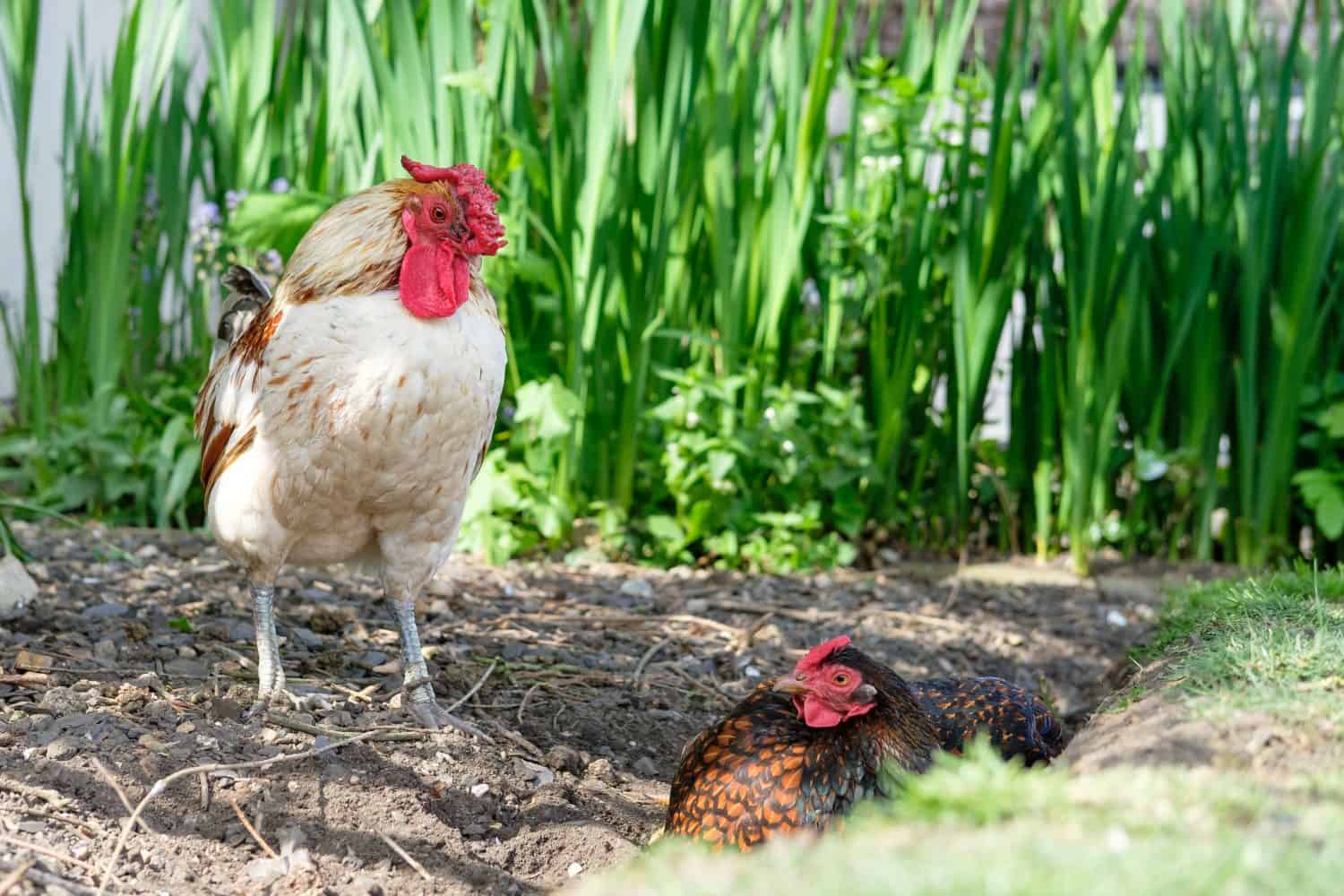 Pretty Wyandotte hen seen taking a dust bath on dry soil in a private English garden. A cockerel can be seen.