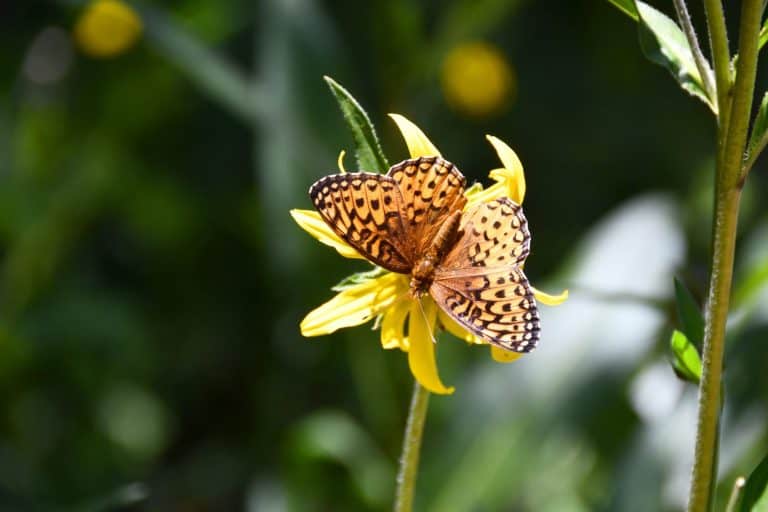 An Atlantis Fritillary sits on a wildflower near Crested Butte during the annual Crested Butte Wildflower Festival.