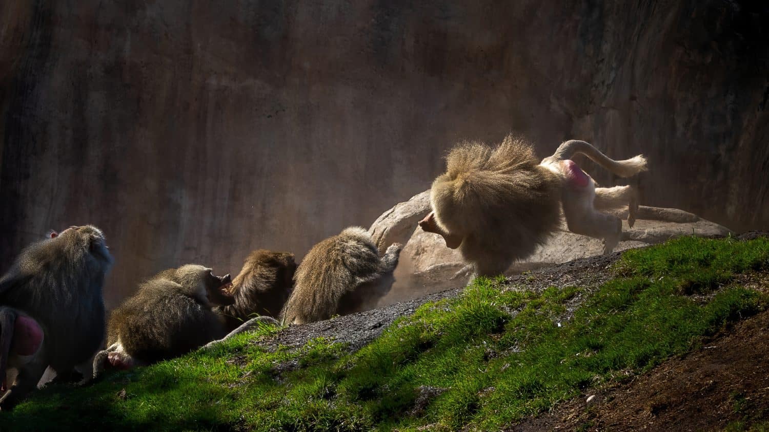 Hamadryas Baboon in fight for territory 