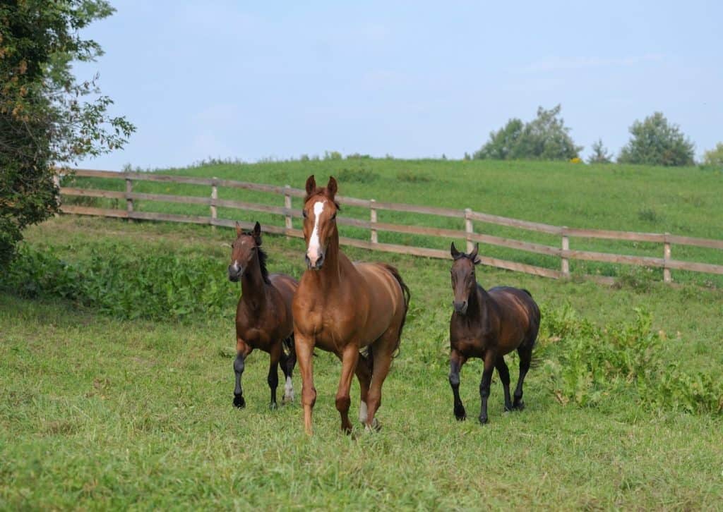 three horses running free in field of green grass in pen paddock or pasture of farm barn stable one chestnut horse with white blaze and two bay horses together in herd at boarding stable outdoors run