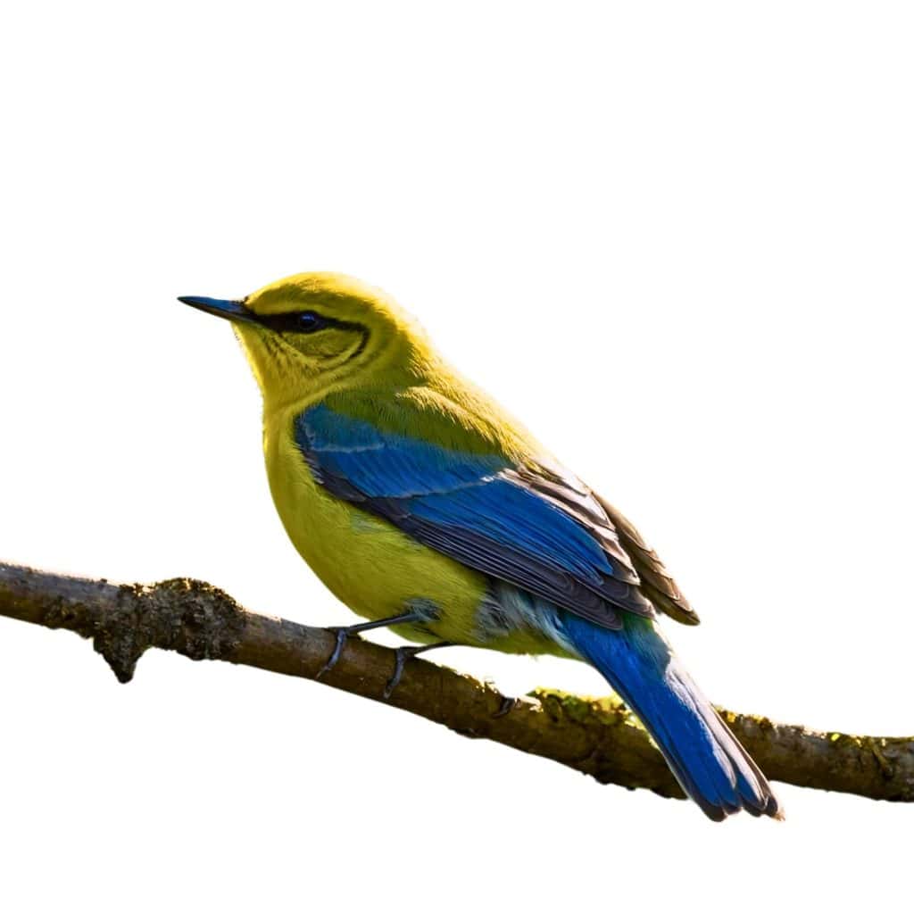 The Blue-winged Warbler is a small, colorful songbird with a yellow body, greenish wings, and distinctive blue wing bars.