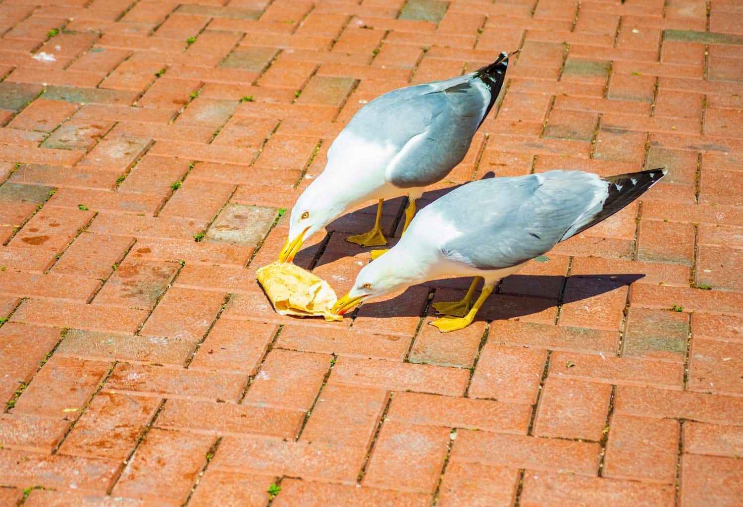 Two seagulls friendly eating pancake. Two seagulls in understanding eating a pancake on the street,Varna,Bulgaria