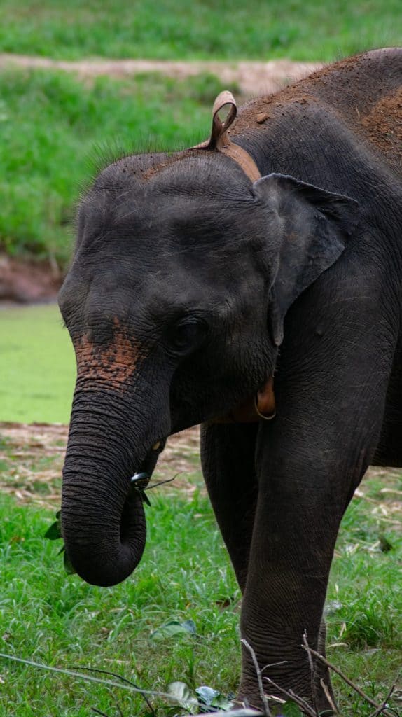 Udawalawe National Park Elephant Transit Home - Sri Lanka - 03