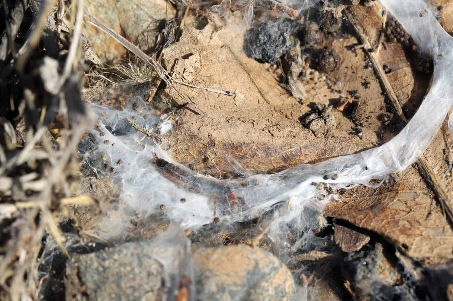 Webspinners called also footspinners insect, Oligotoma saundersii. Insects in their natural habitat in tubular web tunnels.