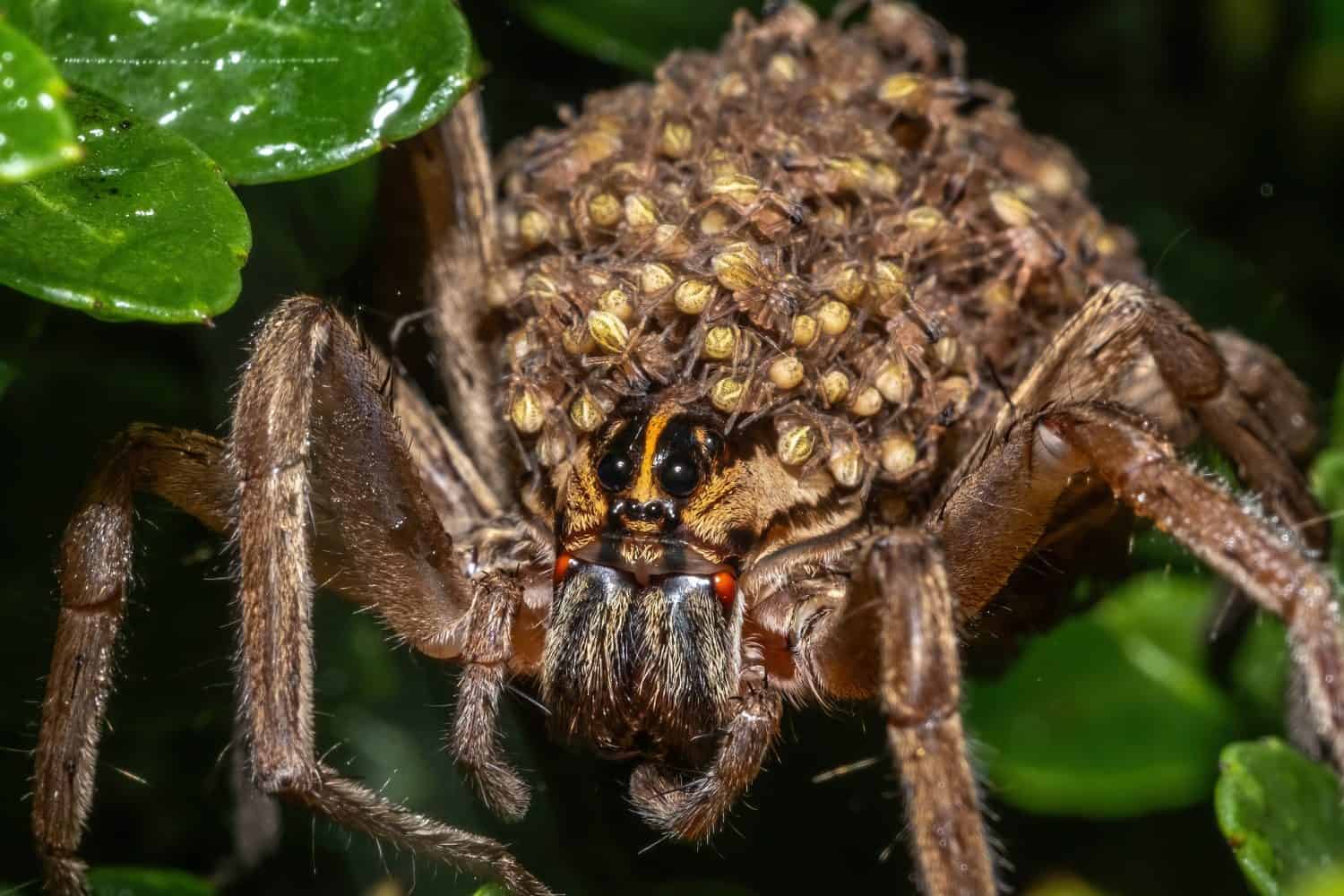A Mother of many. A Rabid Wolf Spider (Rabidosa rabida) carries hundreds of babies on her back.