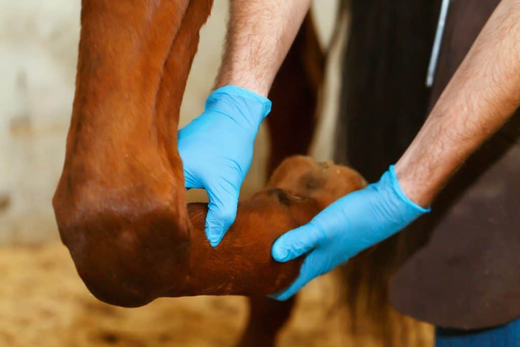 Veterinarian examining horse leg tendons.