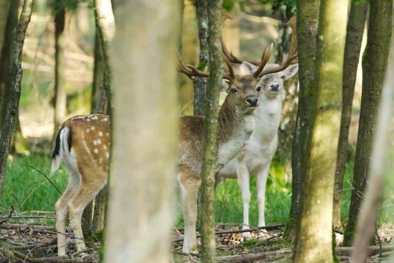 deer between dense trees, white stag in the background, stag with big antlers in the forest, stags between tall trees, big eyes of a deer, deer in the thicket