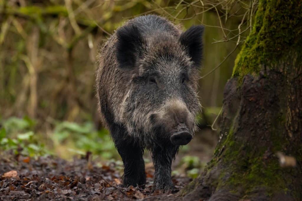 A powerful wild boar (Sus scrofa) roams through the dense forest, its coarse bristly fur, sharp tusks, and sturdy frame embodying the untamed essence of the wilderness.