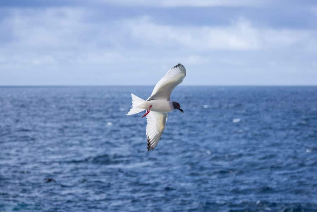 A swallow tailed gull (Laridae) in flight above south Plaza Island, Galapagos