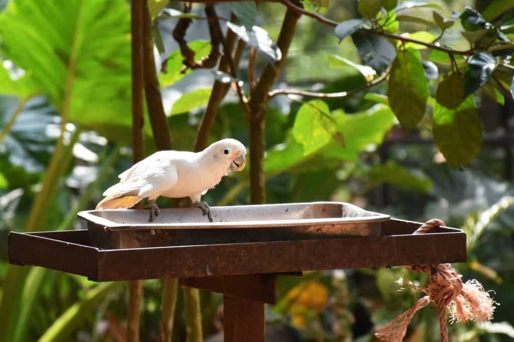 Tanimbar Corella also known as the Goffin's eating