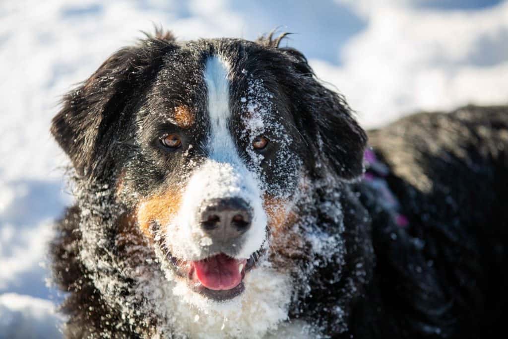 Bernese mountain dog in the snow