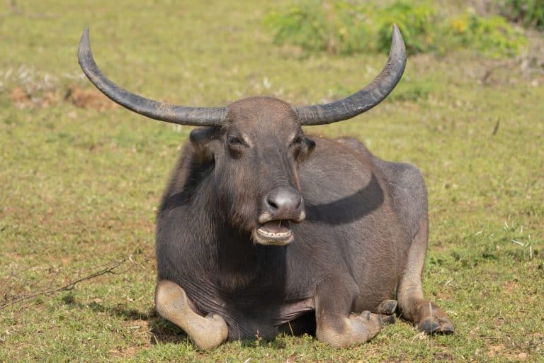 Wild water buffalo - Bubalus arnee migona also called Asian buffalo, Asiatic buffalo and wild buffalo chewing grass on meadow. Photo from Wilpattu National Park in Sri Lanka.