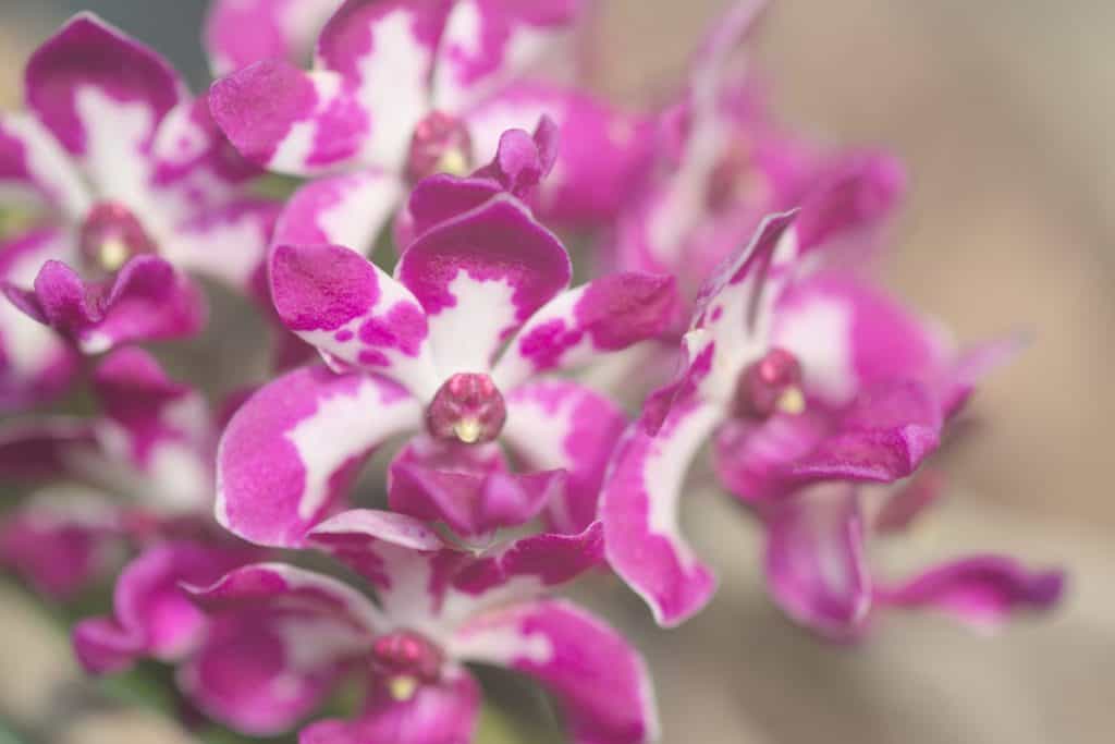 The orchid&rsquo;s lip (labellum) is deep purple, adding elegance to the flower&rsquo;s structure.
