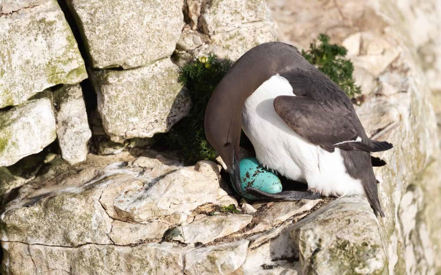 Common guillemot nesting and protecting its egg on a sea cliff, UK.