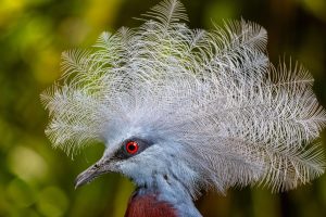 These 15 Birds Look Like Mythical Creatures Brought to Life - A-Z Animals
