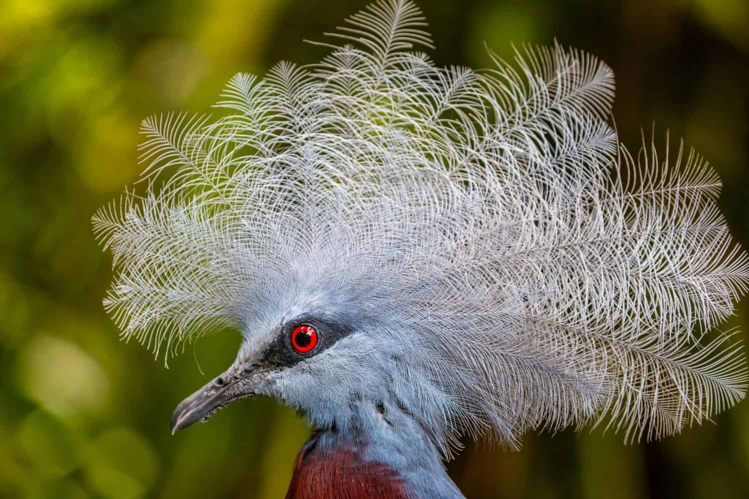Sclater's crowned pigeon (Goura sclaterii) is a large, terrestrial pigeon confined to the southern lowland forests of New Guinea.It has a bluish-grey plumage with elaborate blue lacy crests.