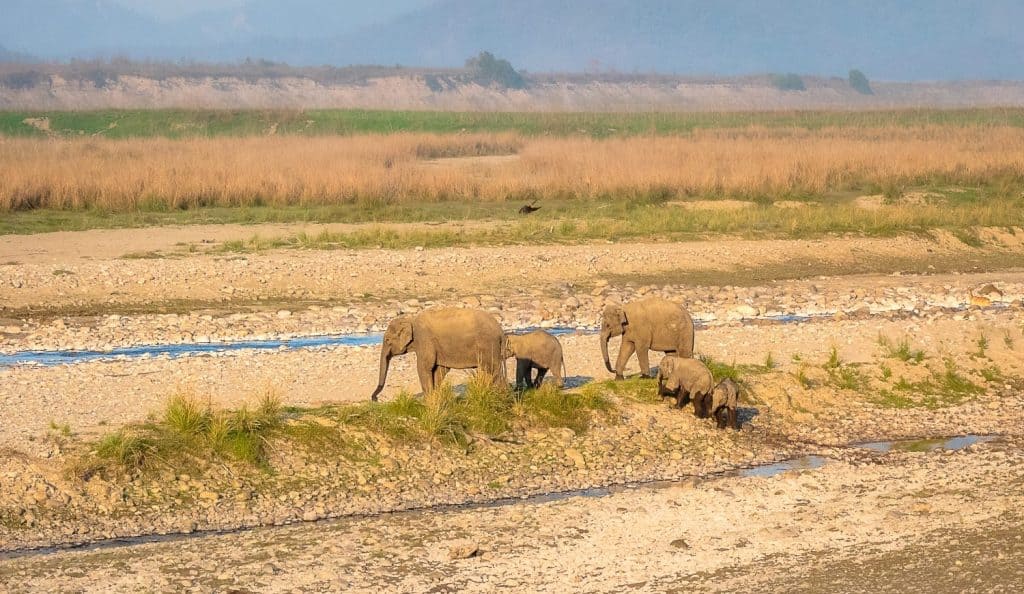 Small family of Indian Elephant with Calf.