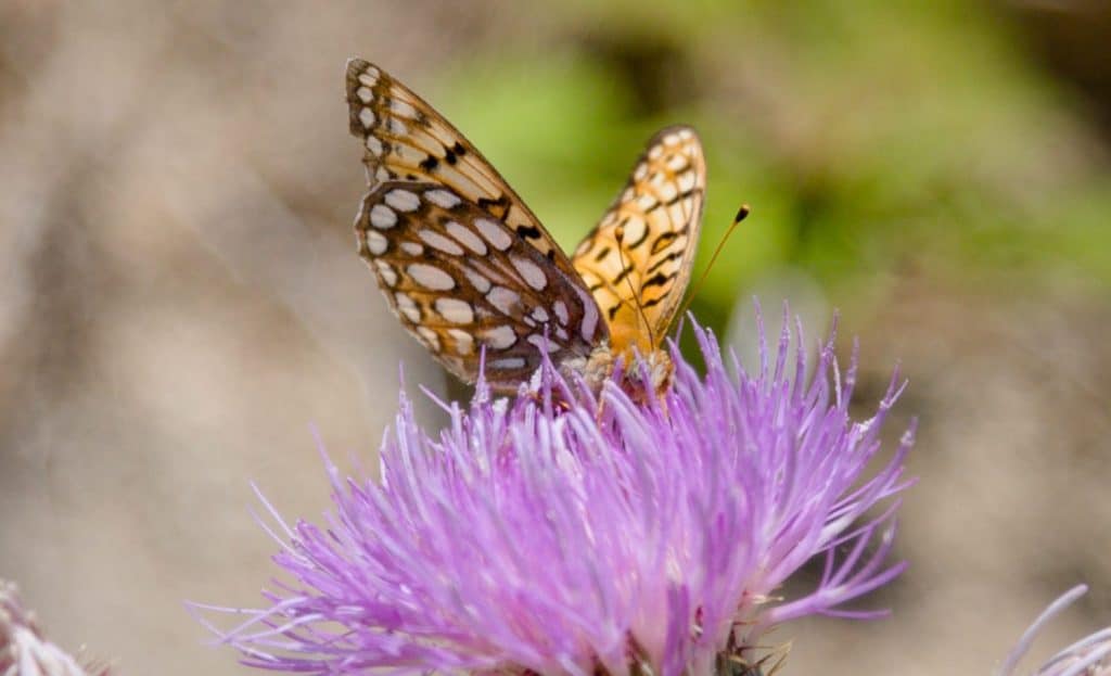 Atlantis Fritillary Butterfly Portrait Side View Pollinating a Purple Thistle Flower with Wings