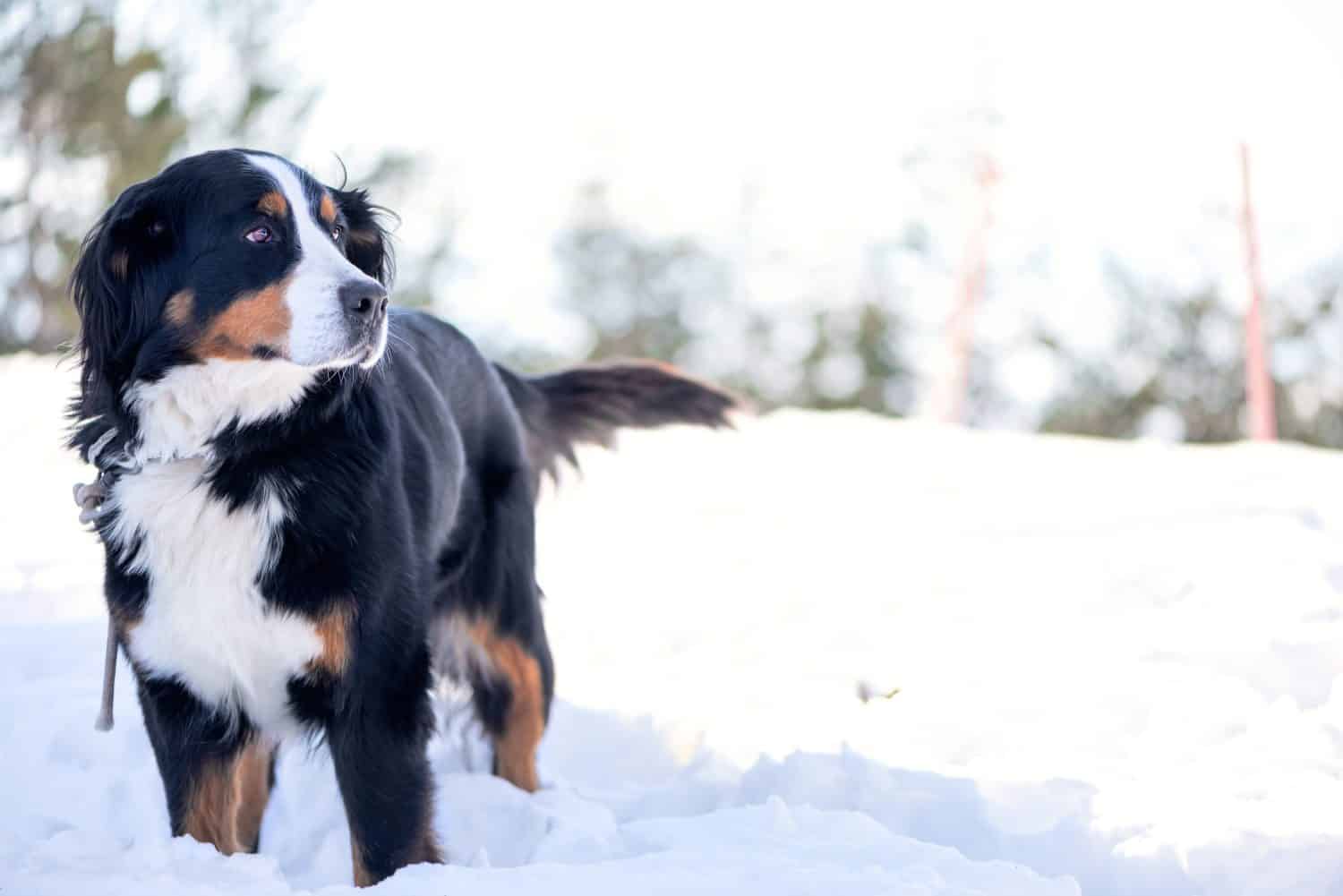 Bernese Mountain Dog in the snow looking away. Focus on the eye, shallow depth of field, blow out highlights in the background.
