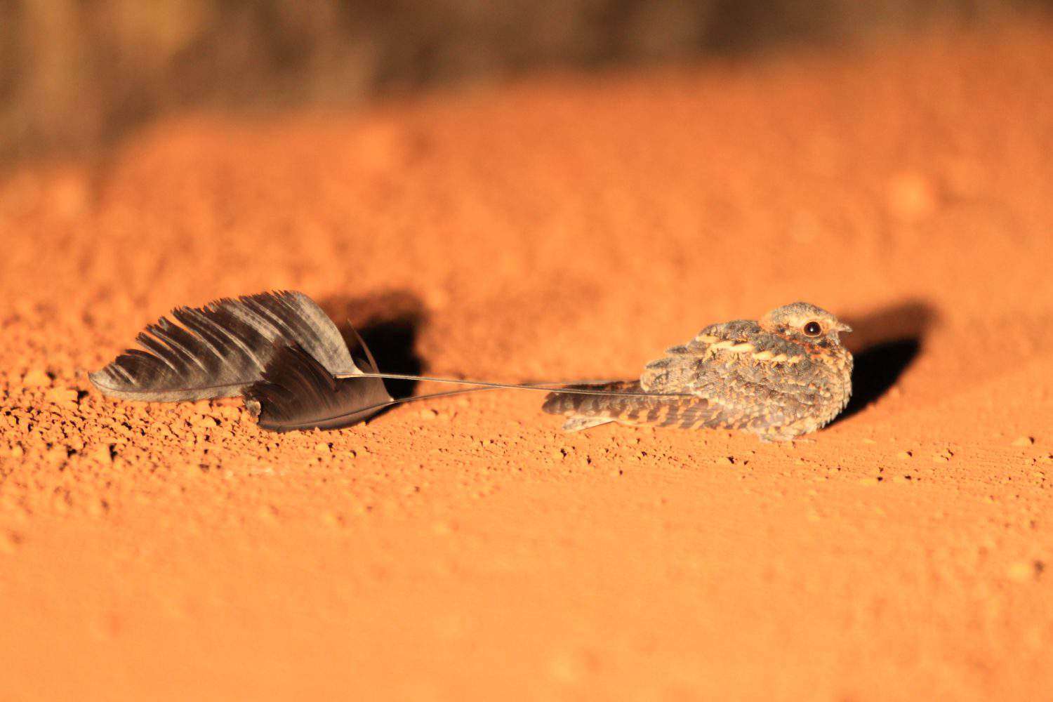 Standard-winged Nightjar (Macrodipteryx longipennis) in Ghana, Africa