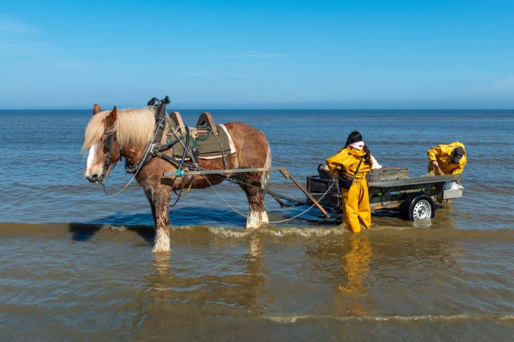 OOSTDUINKERKE, BELGIUM - APRIL 18, 2025: Two horseback shrimp fishermen on the beach of Oostduinkerke with Belgian Brabant draft horse in the North Sea, Belgium.