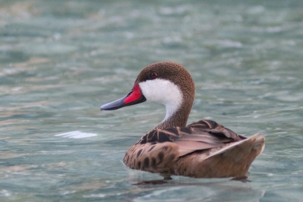 A white cheeked pintail duck swimming