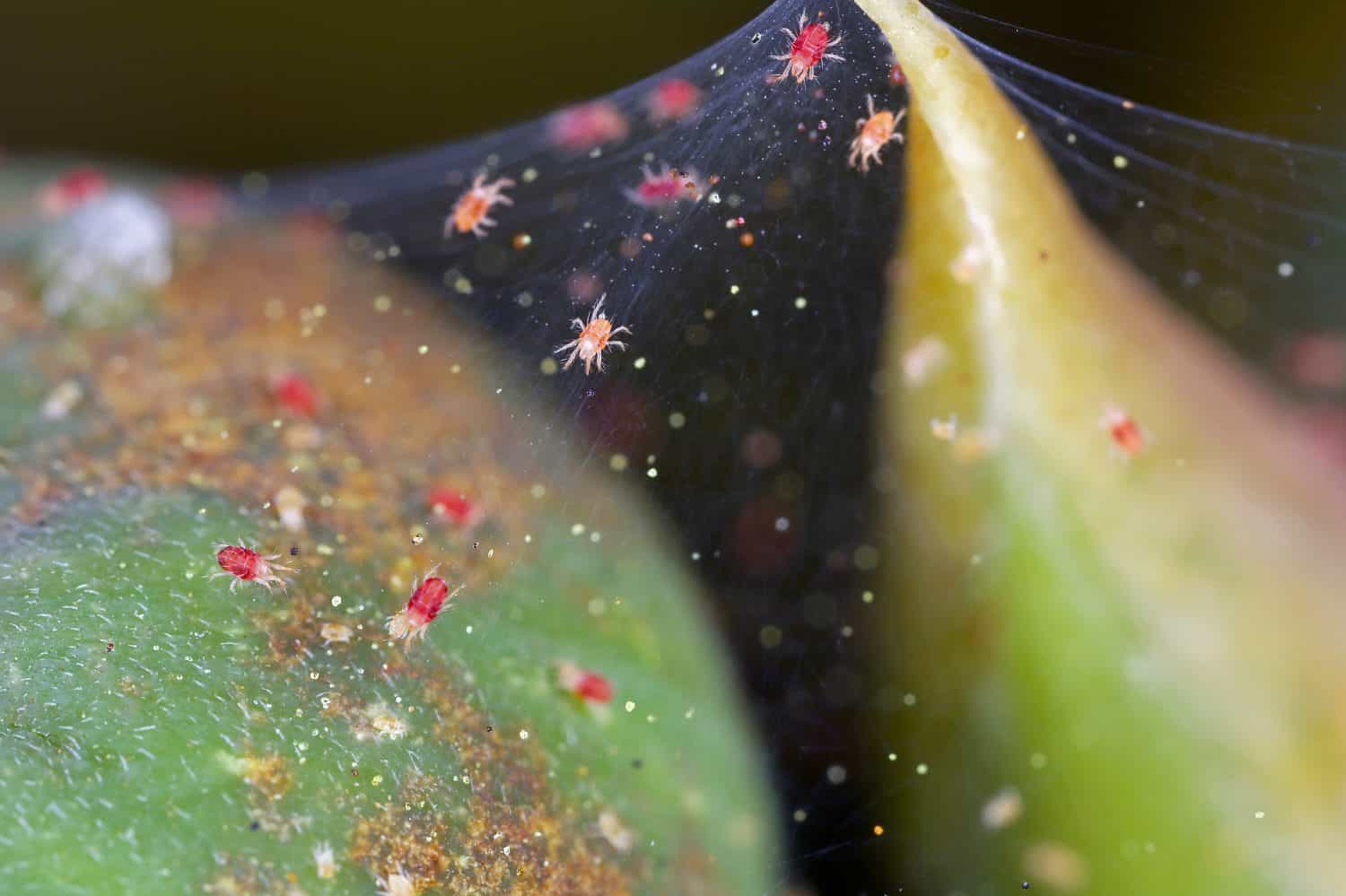 Tetranychus urticae. Infestation of Red Spider Mite showing leaf damage and webbing on pcrop plant.