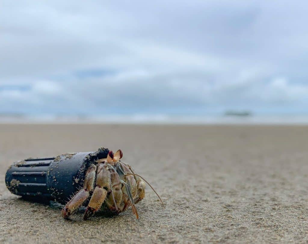 Plastic pollution - a Hermit crab with marker cap on a remote Beach in Costa Rica