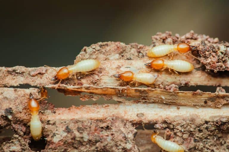 Close-up of termites actively consuming and damaging a piece of wood, highlighting the destructive nature of these insects and the threat they pose to wooden structures