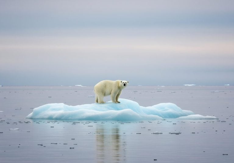 A lone polar bear stands on a small ice floe in the Arctic Ocean. The image evokes themes of climate change and wildlife conservation. A powerful symbol of environmental fragility.