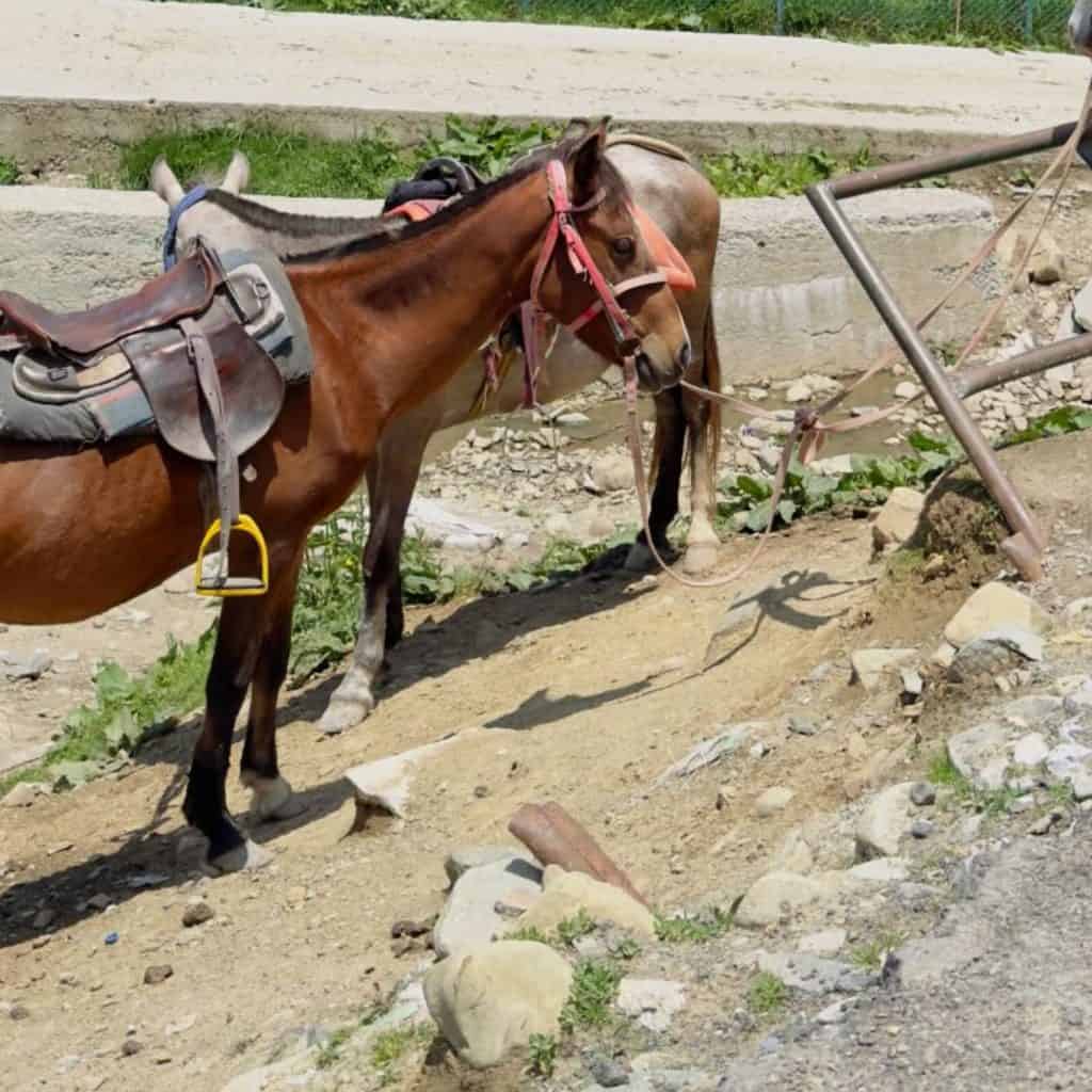 Sturdy brown mule, strong and steady, equipped and ready for a mountain trail&mdash;perfect companion for rugged journeys through rocky, scenic terrain.