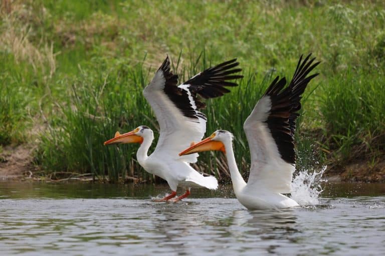 American White Pelicans taking off of river
