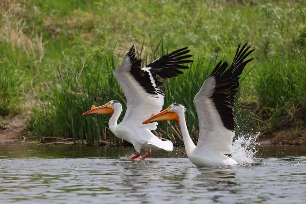 How to Attract Birds in Wetland Areas: Proven Strategies