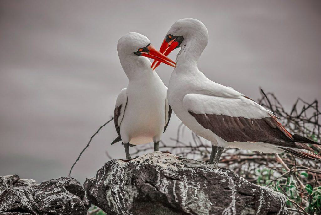 Two Nazca boobies cross beaks in a tender display of love and nurturing, showcasing their unique courtship behavior in a natural coastal setting.