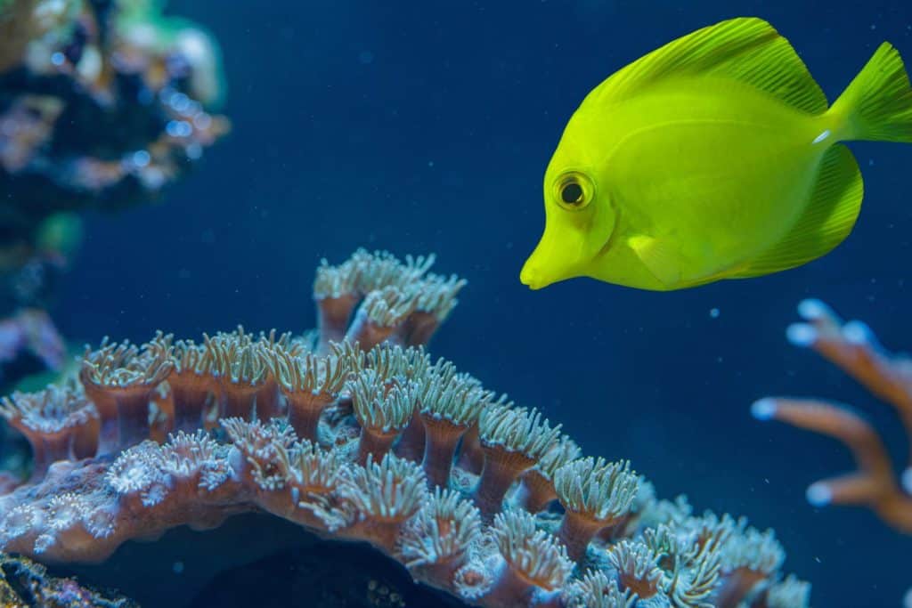 Yellow Tang swimming near Sarcophyton leather soft coral with extended polyps in marine reef aquarium macro