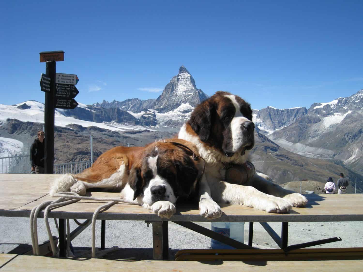 St. Bernard dogs resting nearby the Matterhorn on the Gornegrat mountain