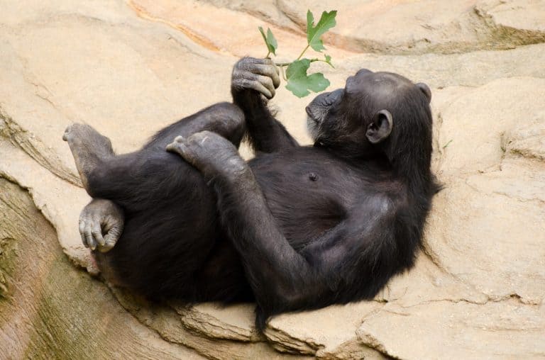 Chimpanzee with sprig of leaves relaxing in a zoo