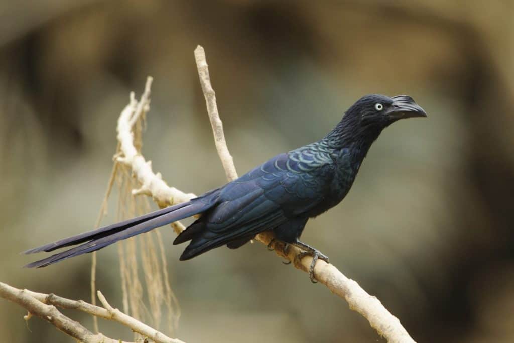A Smooth-Billed Ani sitting on a branch (Crotophaga ani)