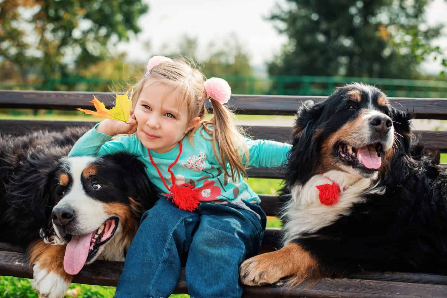Beautiful little girl with her dogs, autumn. Bernese Mountain Dog 