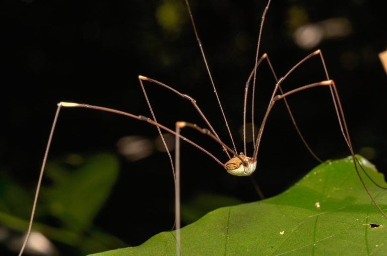 Brown harvestman (Daddy Longlegs) relaxing on leaf