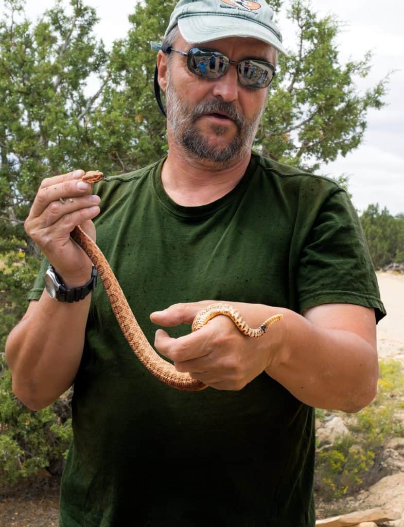 A man holding a poisonous snake - Great Basin Rattlesnake, Crotalus viridis lutosus