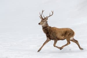 male deer while running on the snow background