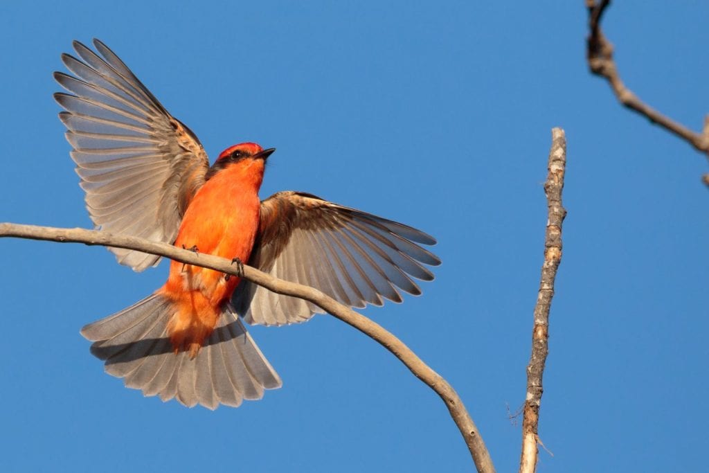 Vermilion Flycatcher landing in the late afternoon sun.