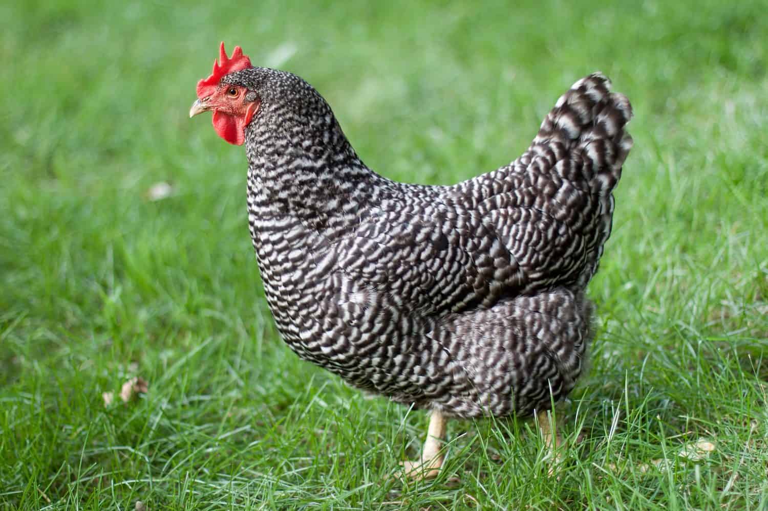 A free range hen is free to roam the pastures on a small farm
