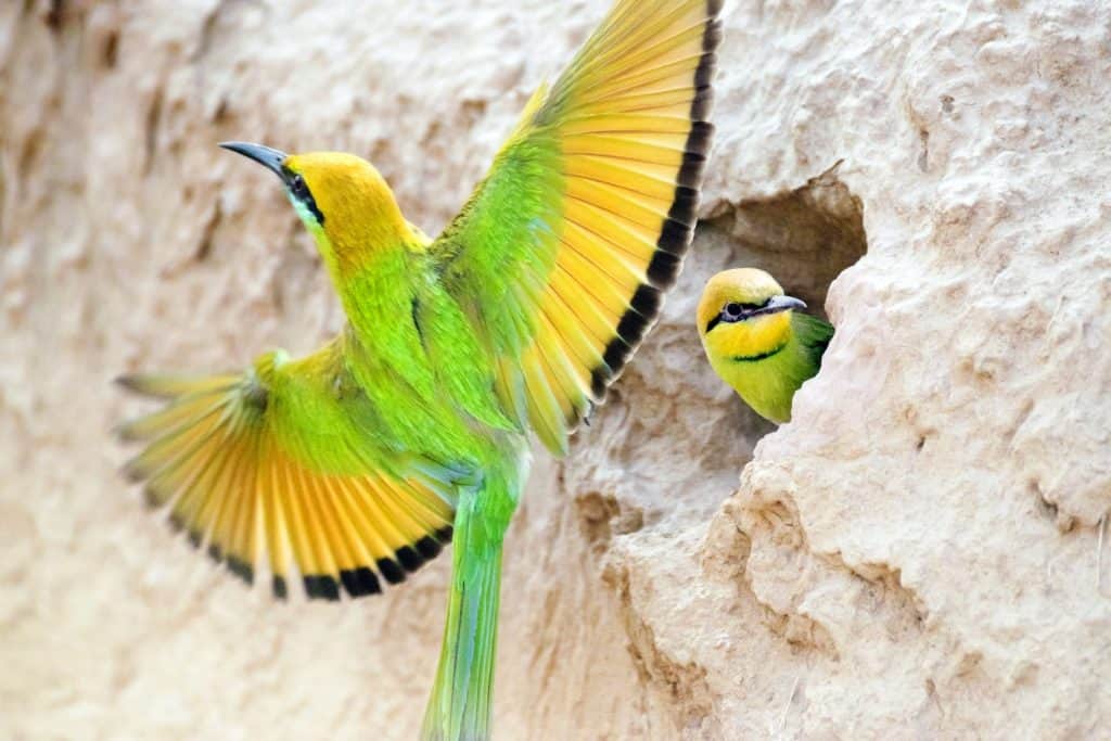 animal feeding of little green bee eater bird while flying.