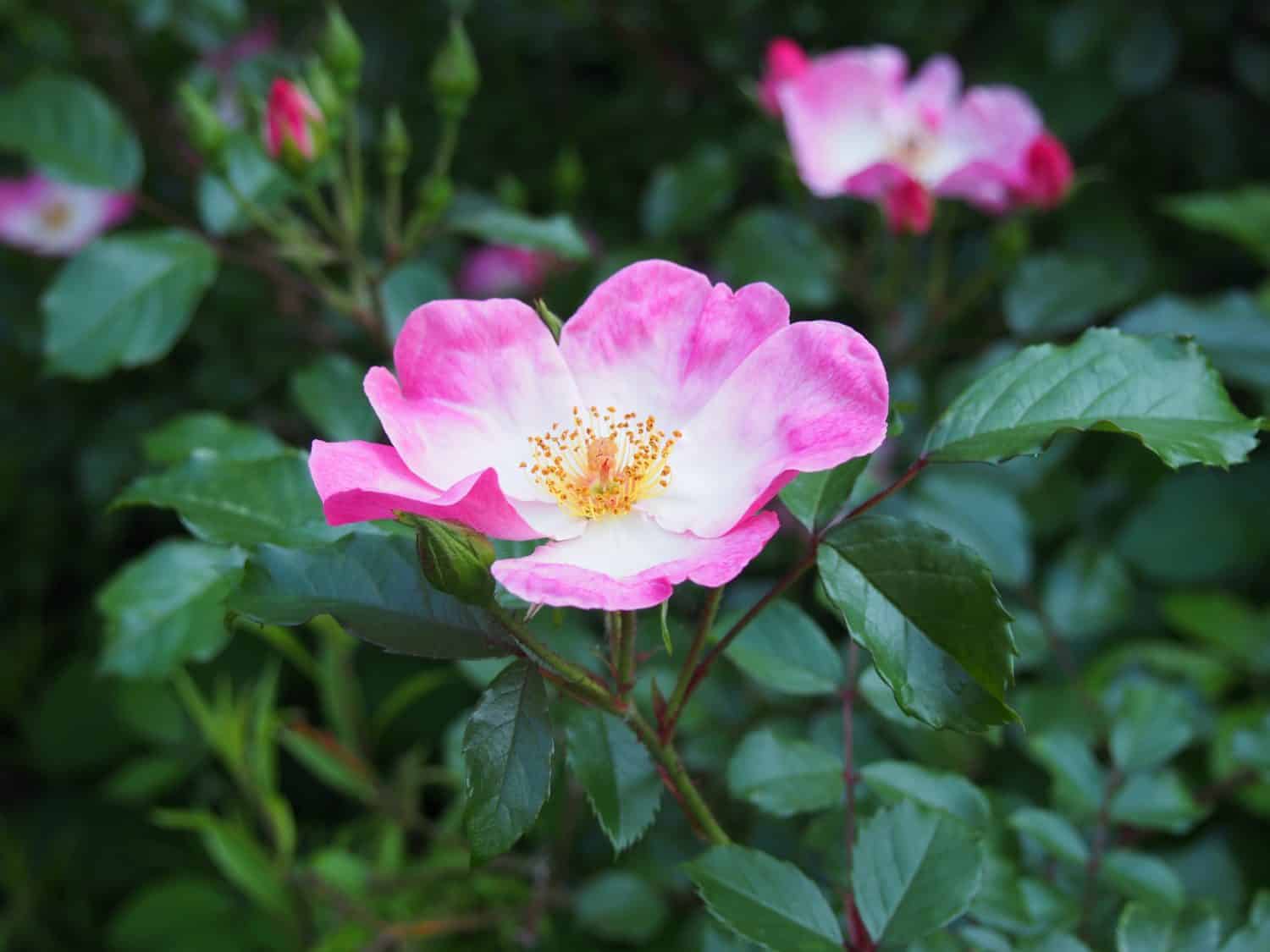 Rosa Villosa, or Apple Rose, Pink and White Flower in Cathays Park, Cardiff Civic Centre