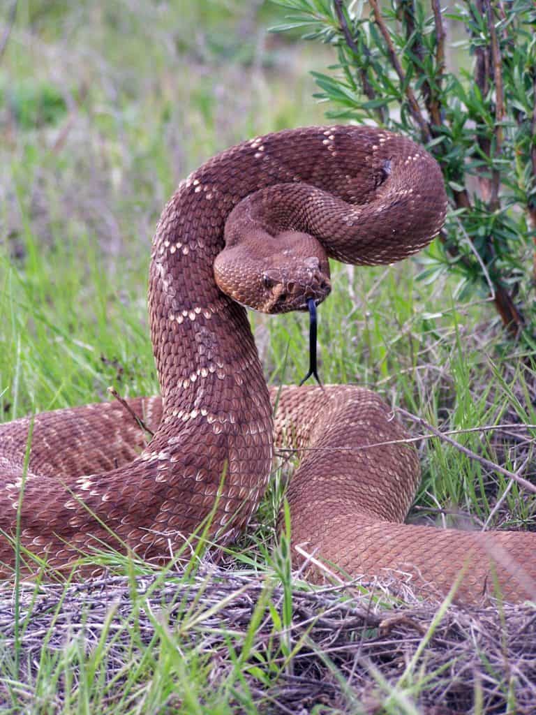 Red diamond rattlesnake ready to strike in California.