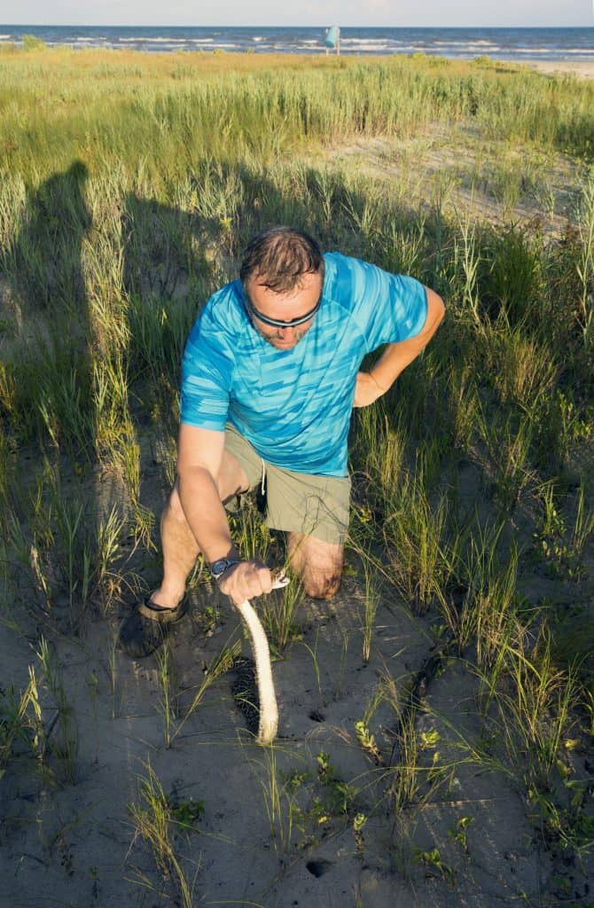 Man holds a Western diamondback rattlesnake (lat. Crotalus atrox) in his hand